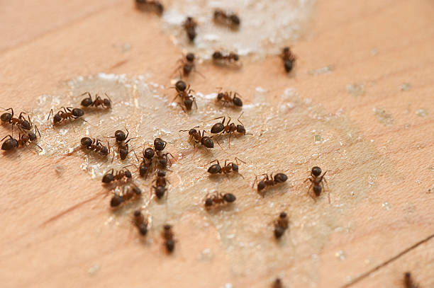 Best Wasp Removal Services  in Schler Park, IL